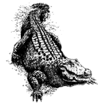Аватар для Alligator